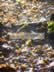 Winter Leaves - Haigh Hall.jpg (191kb)
